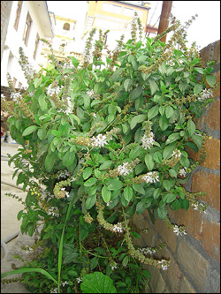 Basil Plant found in Nepal